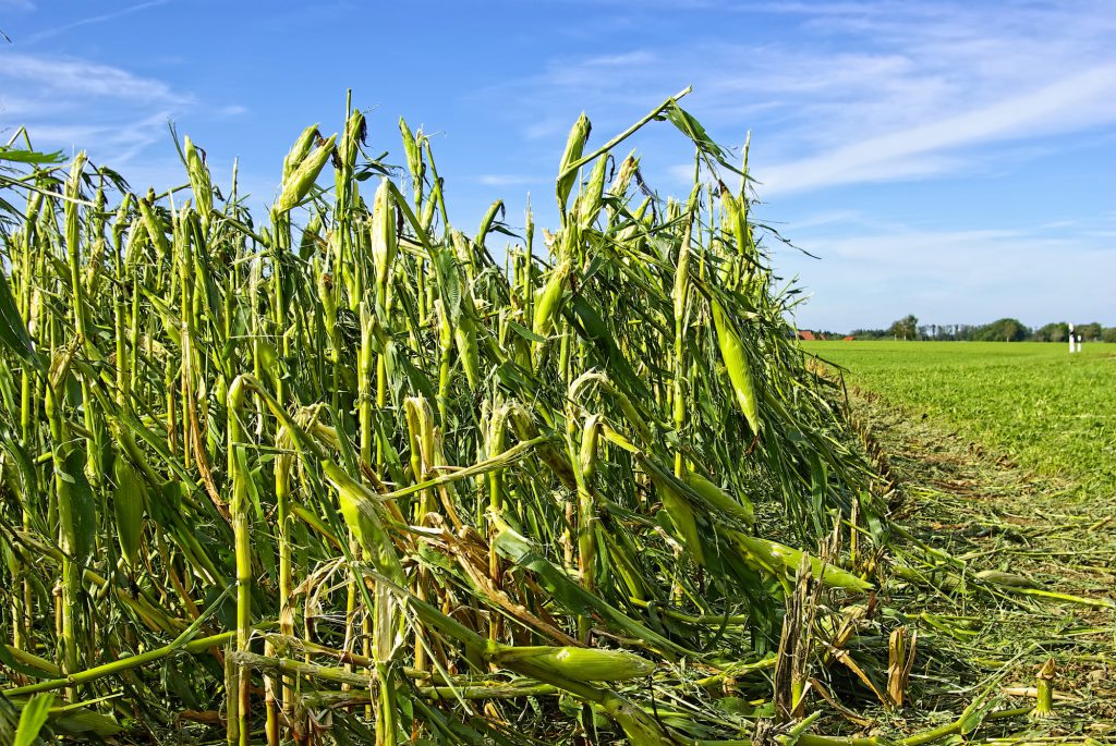 how-to-get-rid-of-canadian-geese-and-avoid-major-crop-damage-falcon